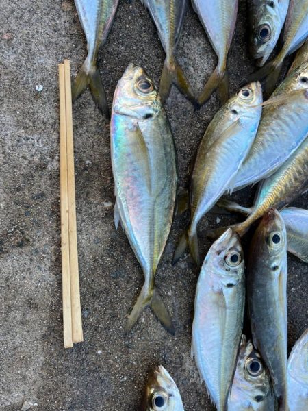 大アジ釣れています
