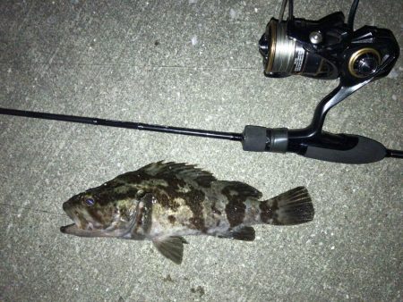 アジングの予定があわや五目釣り