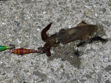 満月はヒイカが散って集魚灯で集まらない・・…