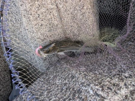 またシーバス来た