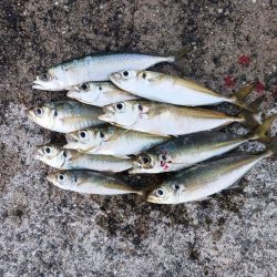 アジング 朝と夕方です。