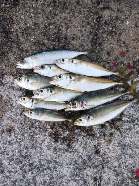 アジング 朝と夕方です。