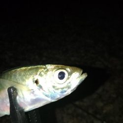 風裏フロートゲーム~