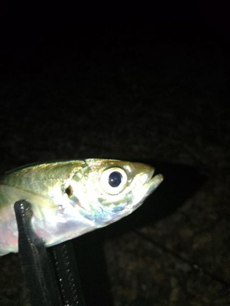 風裏フロートゲーム~