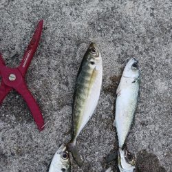 釣り納め アジング 尺有