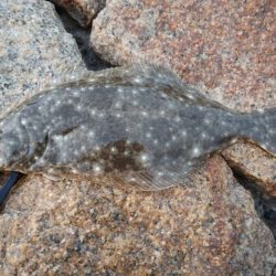 釣り納めに初ヒラメ♪