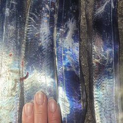 一応まだ回遊は、ありまぁす！