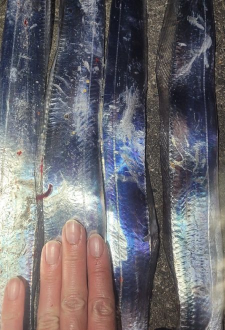 一応まだ回遊は、ありまぁす！