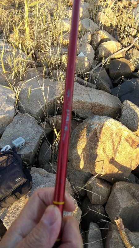 はぜ～夕方は？