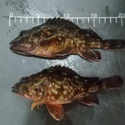 ガシラ~リベンジ