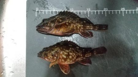 ガシラ~リベンジ