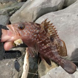 海釣り~ファイナル