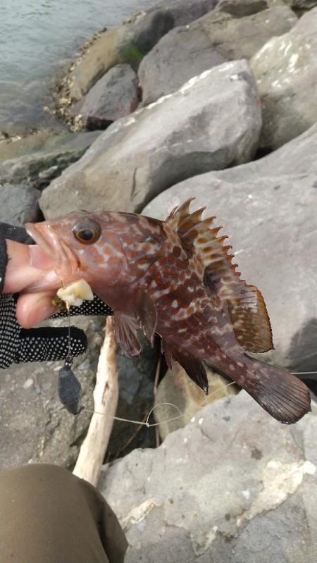 海釣り~ファイナル