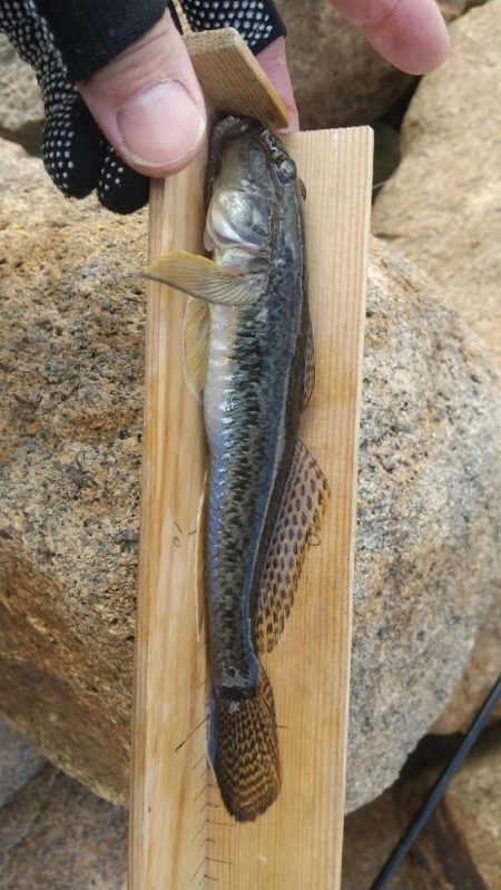 マハゼ～終盤戦？