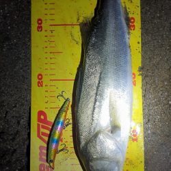 楽しい時期が来ましたね!