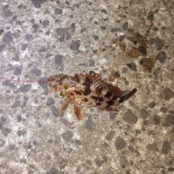 ウツボ祭りの釣り納め