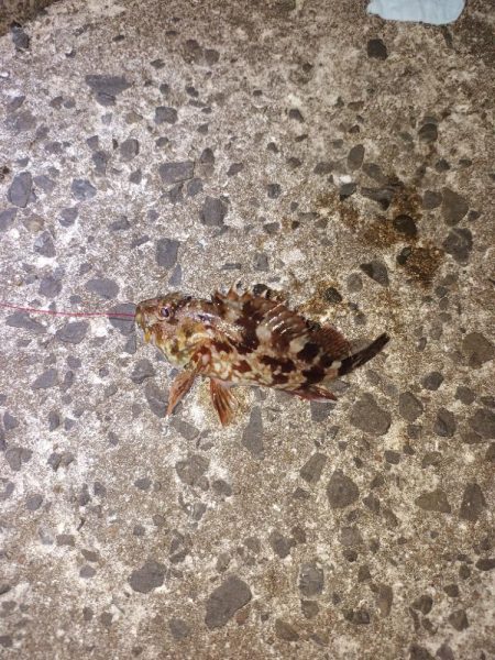 ウツボ祭りの釣り納め