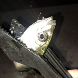 夜明け迄の勝負!