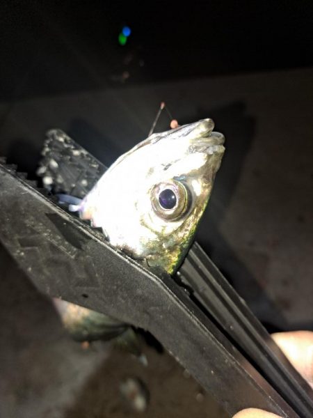 夜明け迄の勝負!