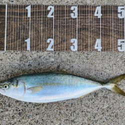 ベイトは小さめ