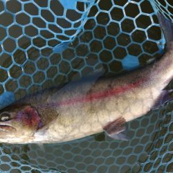 ラインブレイク多発 ～岡崎トラウトポンド～…