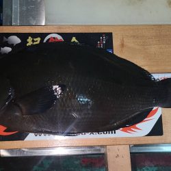 和歌山県串本須江(浜勝渡船)でグレ釣り