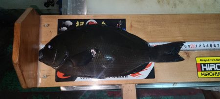 和歌山県串本須江(浜勝渡船)でグレ釣り