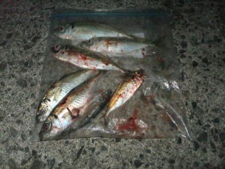 今日は中アジDay