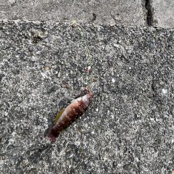 カレイ撃沈!イソベラと遊ぶ