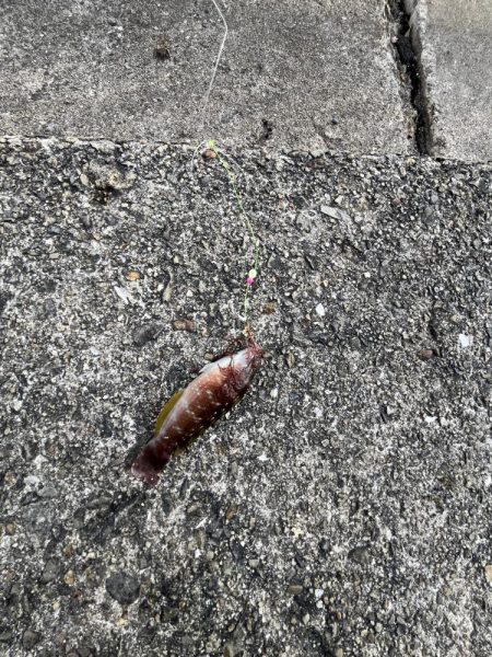 カレイ撃沈！イソベラと遊ぶ