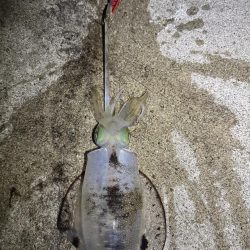 12月でも釣れてる