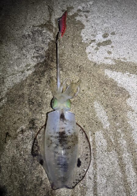 12月でも釣れてる