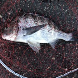 イチノ兄弟、釣果!