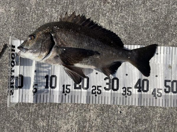 イチノ兄弟、釣果！