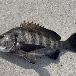 イチノ兄弟、釣果!