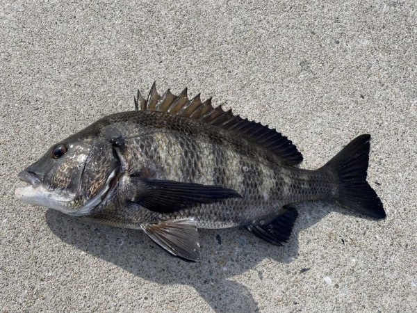 イチノ兄弟、釣果!