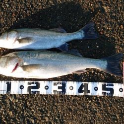 シーバス狙い？