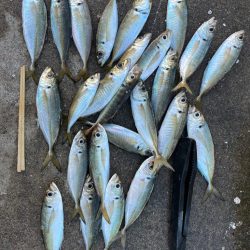 大アジ釣れています