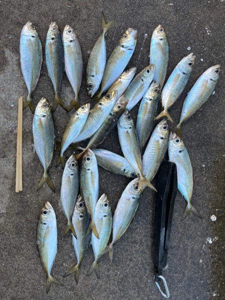 大アジ釣れています