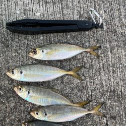 大アジ　回遊しています