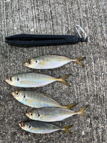 大アジ　回遊しています