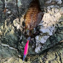 連日爆風エギング