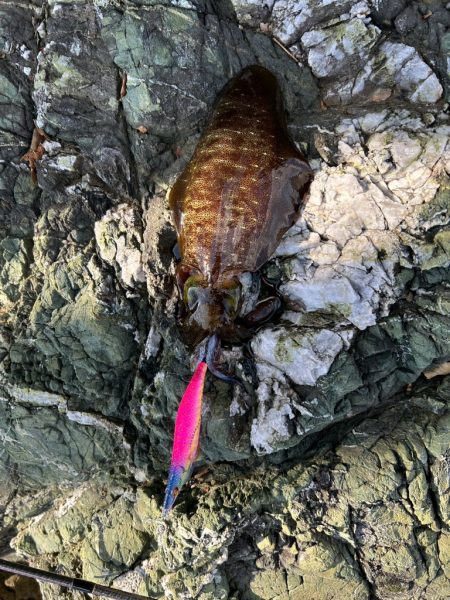 連日爆風エギング