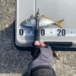 デイアジングで入れ食い