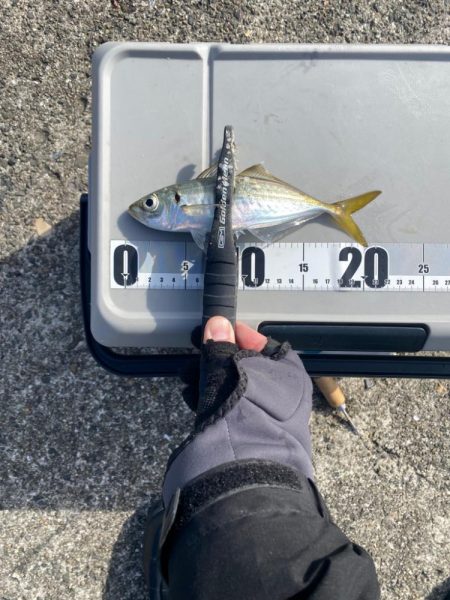 デイアジングで入れ食い