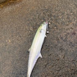 ランカーシーバスとサゴシ