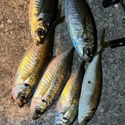 週末爆風アジング