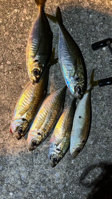 週末爆風アジング