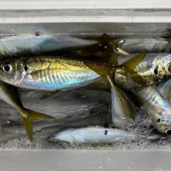 夜な夜な夜な夜な夜な夜なアジング