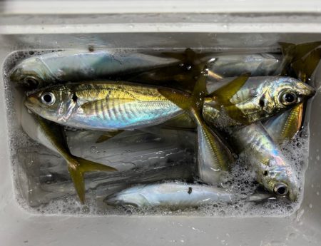 夜な夜な夜な夜な夜な夜なアジング